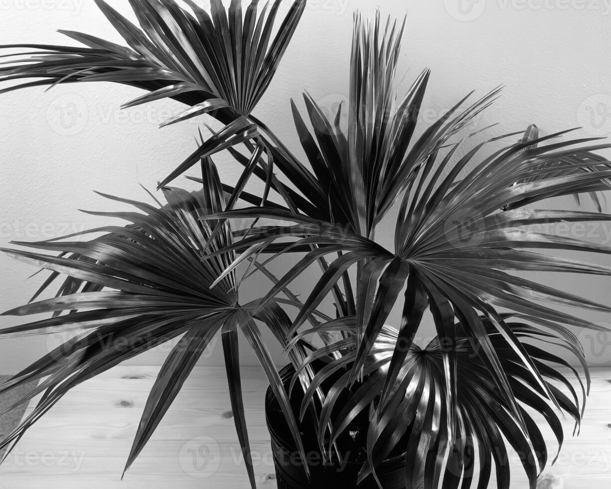 Plants close view black and white photo background. Natural plant