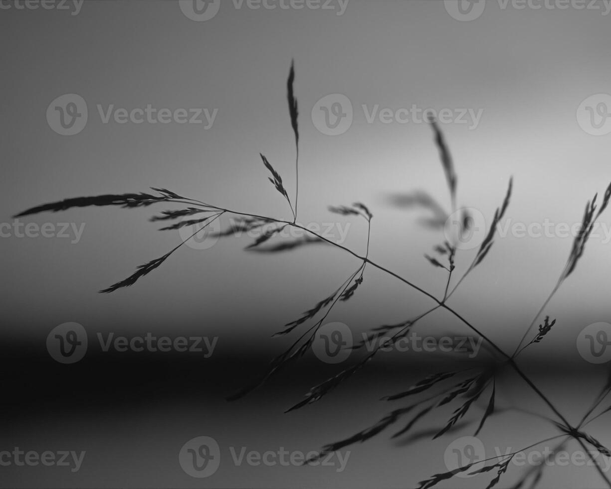 Plants close view black and white photo background. Natural plant