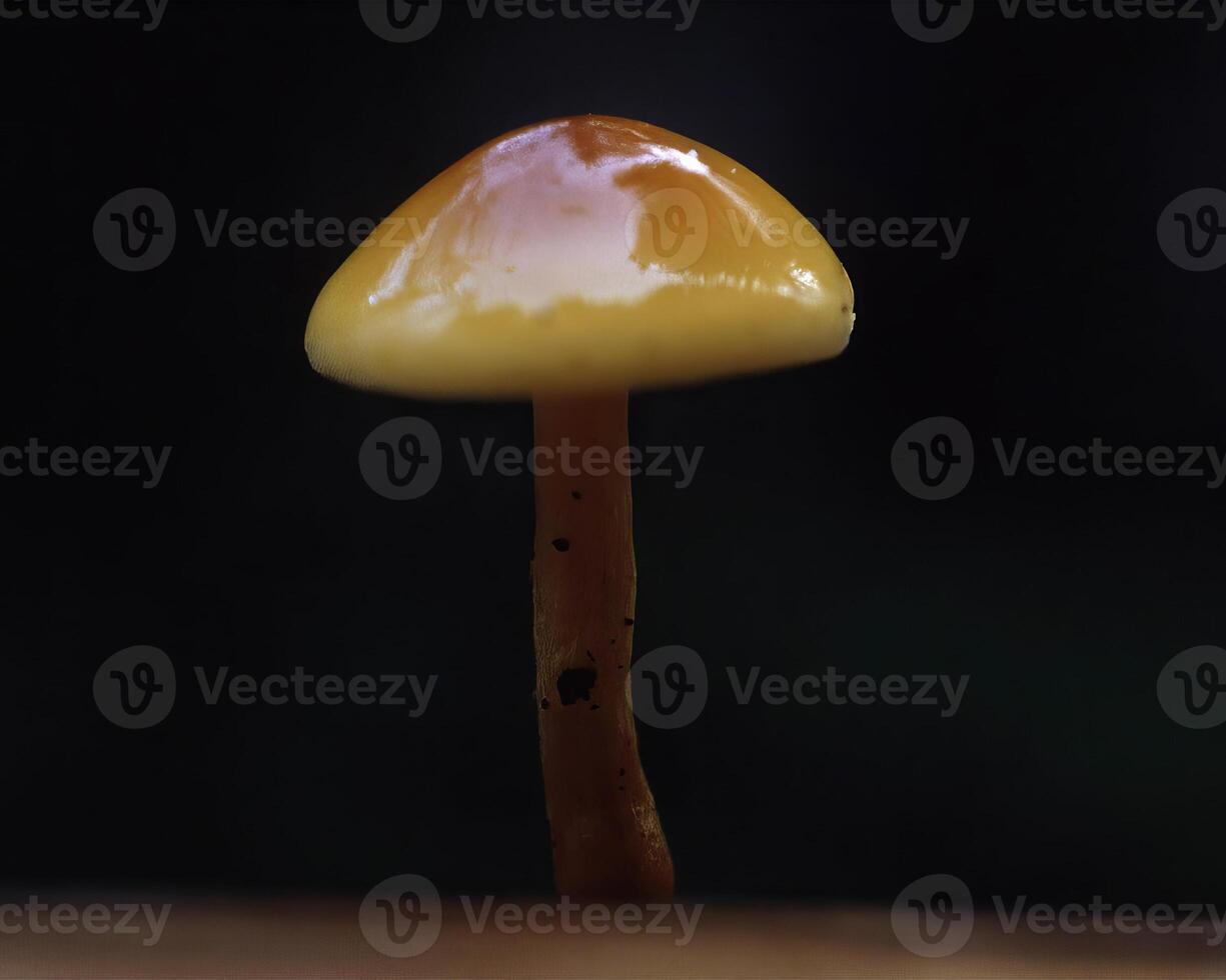 Mushrooms in the forest close view background photo
