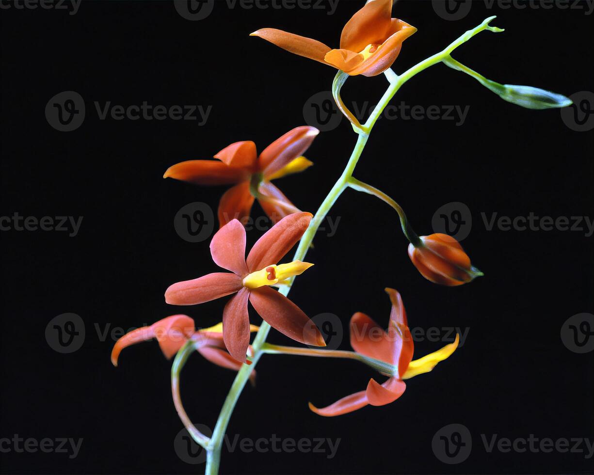 Flowers and plants close view background photo