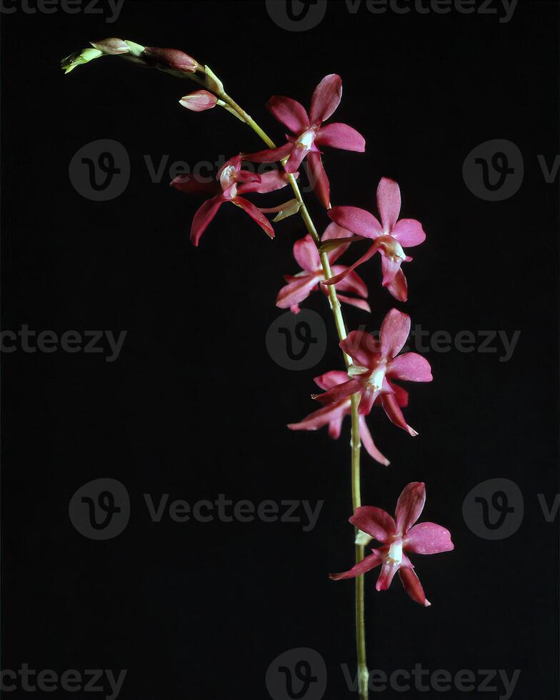 Flowers and plants close view background photo