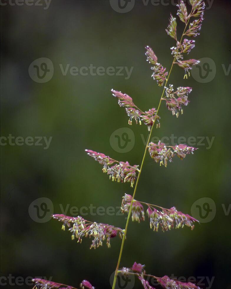 Flowers and plants close view background photo