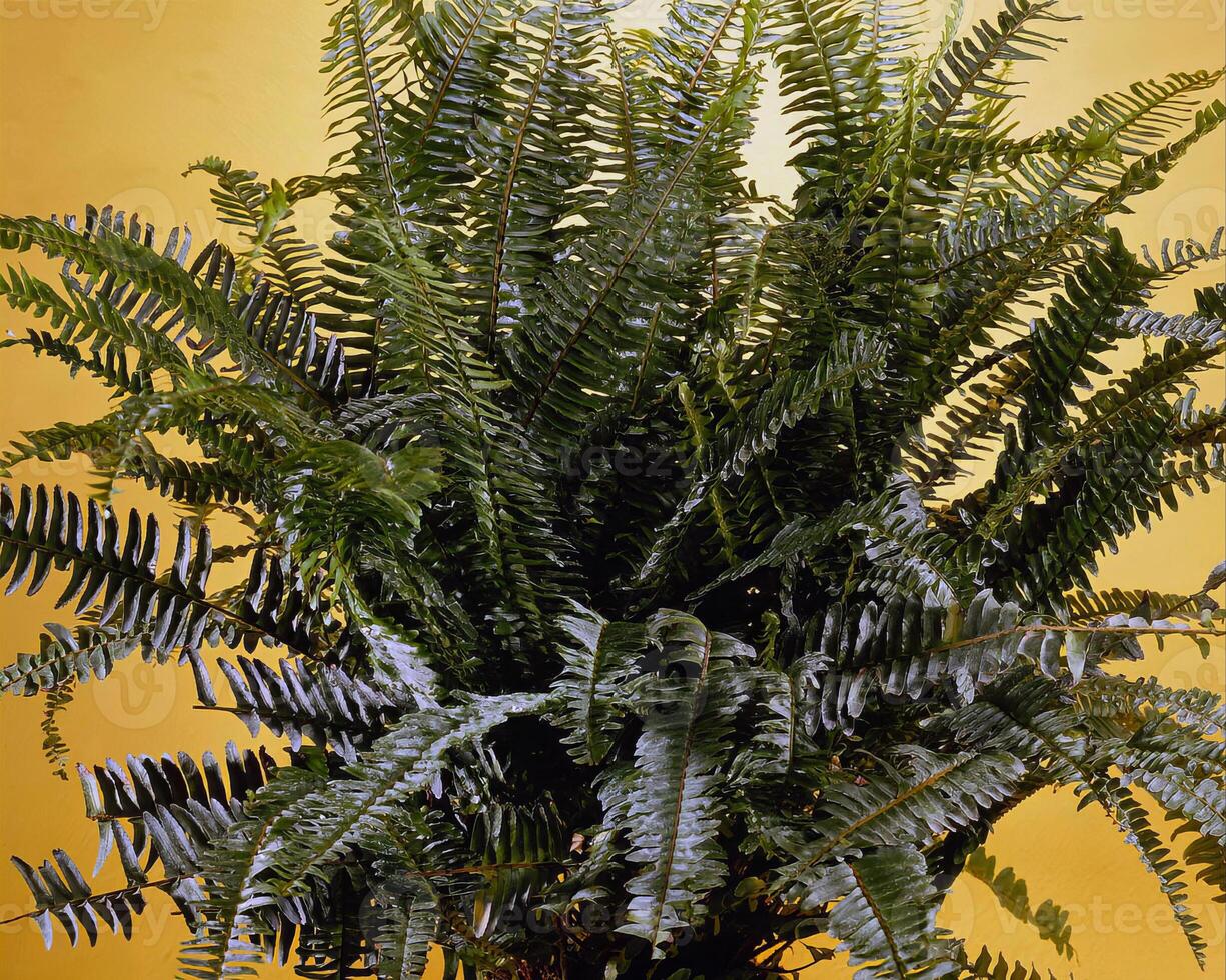 Flowers and plants close view background photo