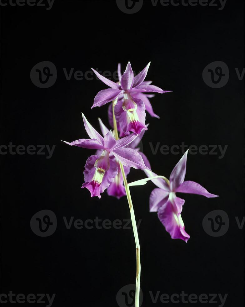 Flowers and plants close view background photo