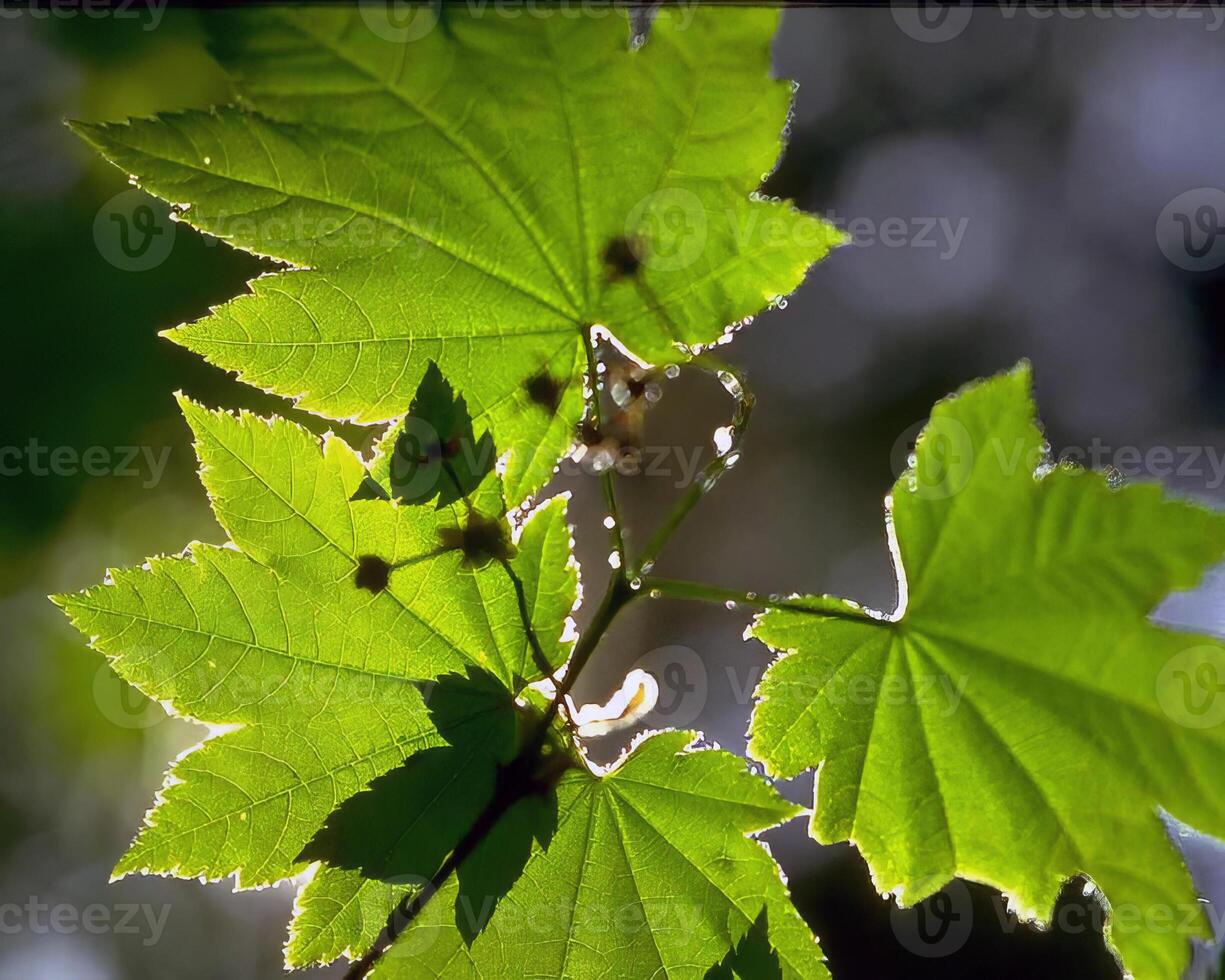Flowers and plants close view background photo