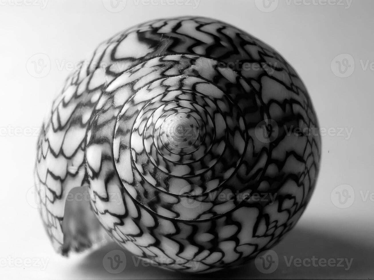Sea shells close view. Sea shell marine black and white photo background