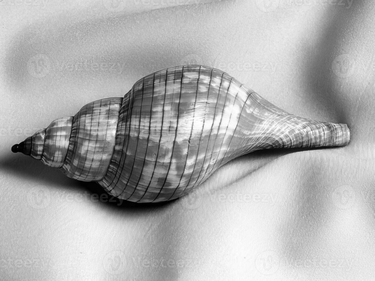 Sea shells close view. Sea shell marine black and white photo background