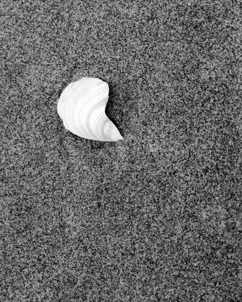 Sea shells close view. Sea shell marine black and white photo background