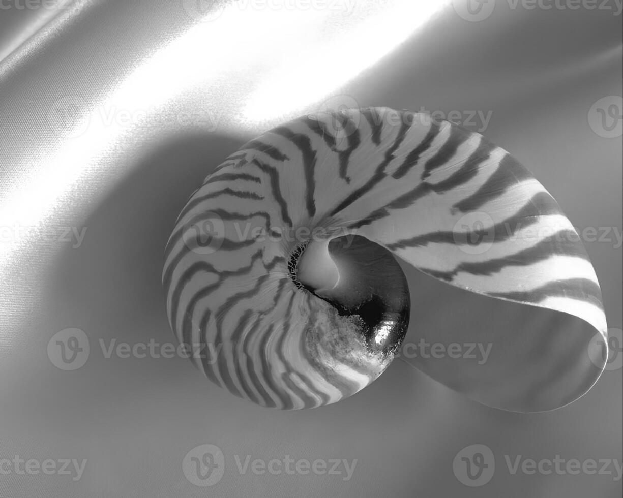 Sea shells close view. Sea shell marine black and white photo background