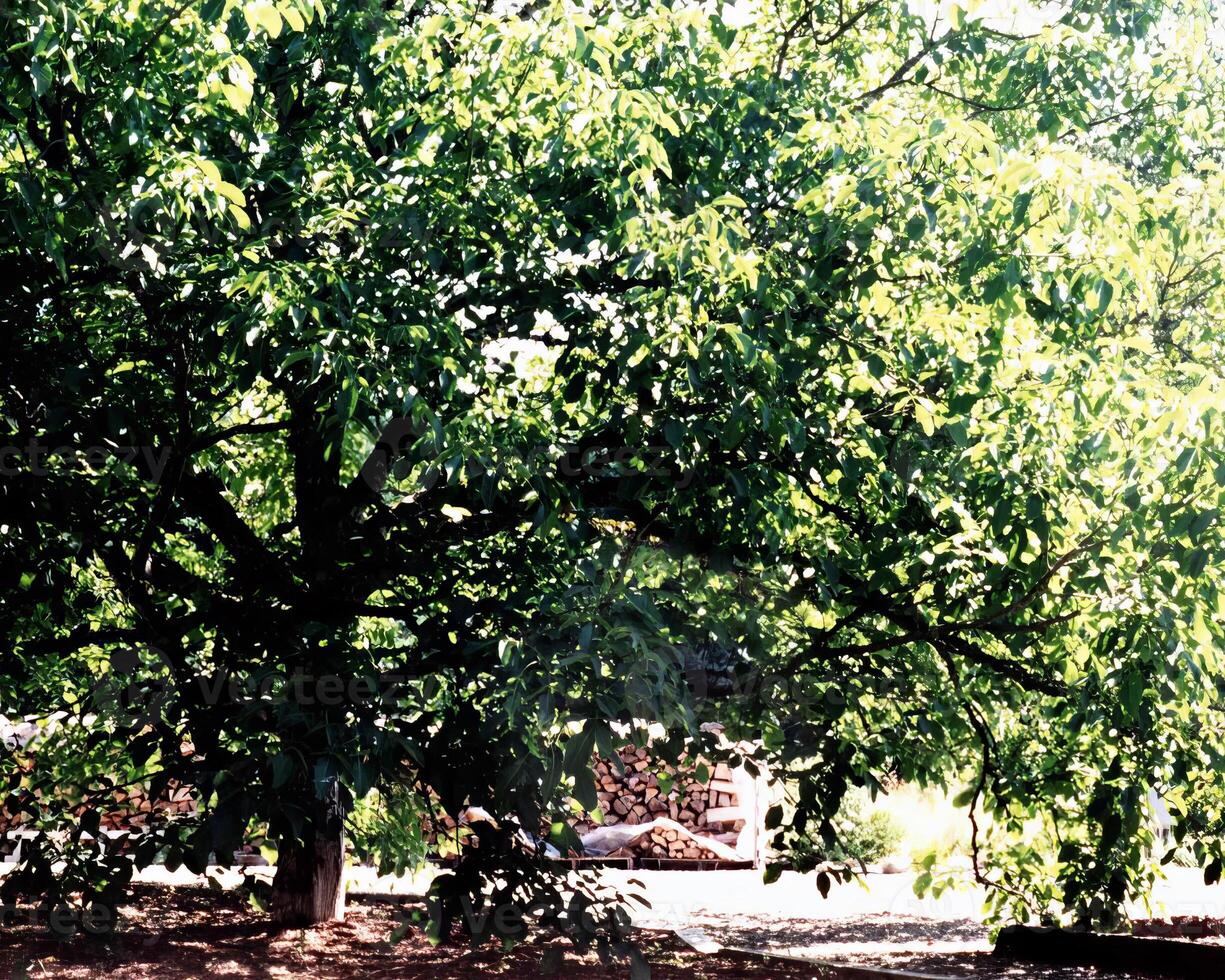 Trees in the forest and leaves, natural background photo