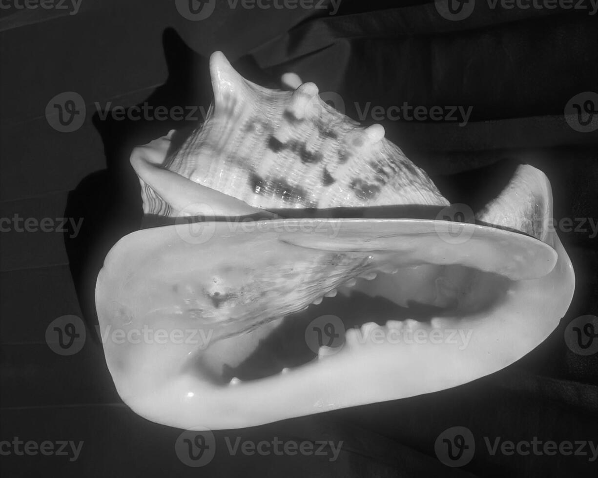Sea shells close view. Sea shell marine black and white photo background