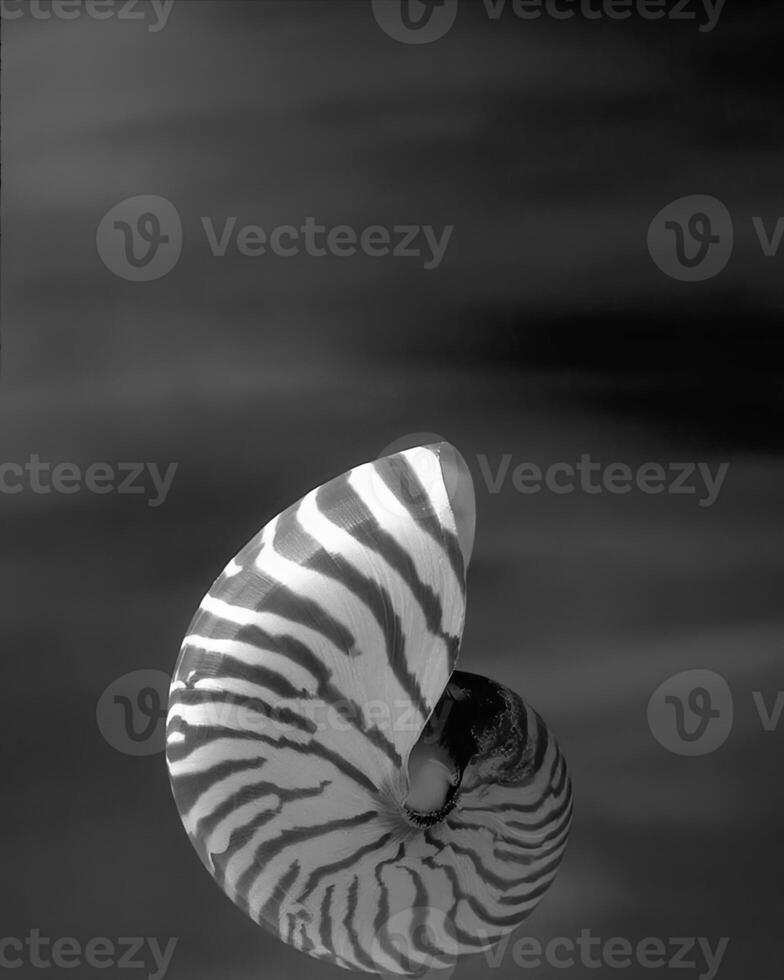 Sea shells close view. Sea shell marine black and white photo background