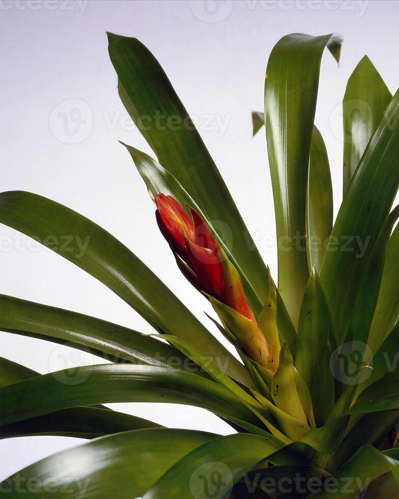 Flowers and plants close view background photo