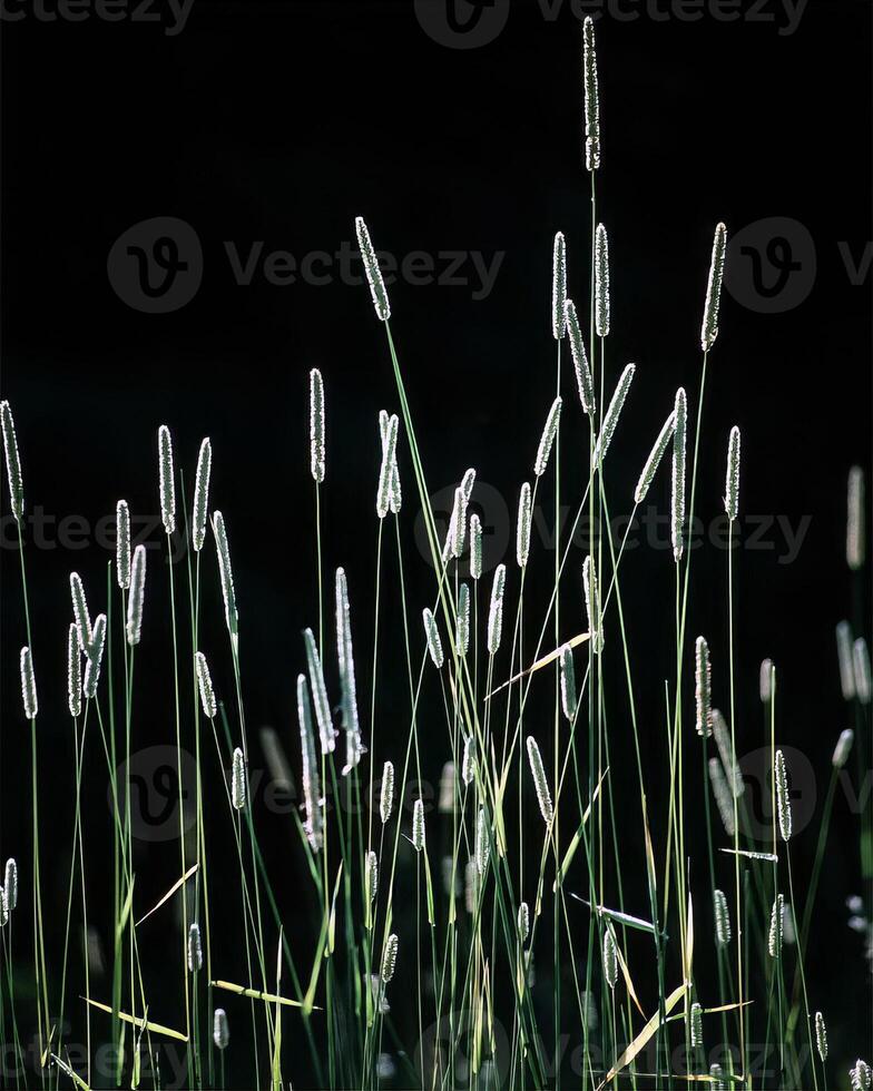 Flowers and plants close view background photo
