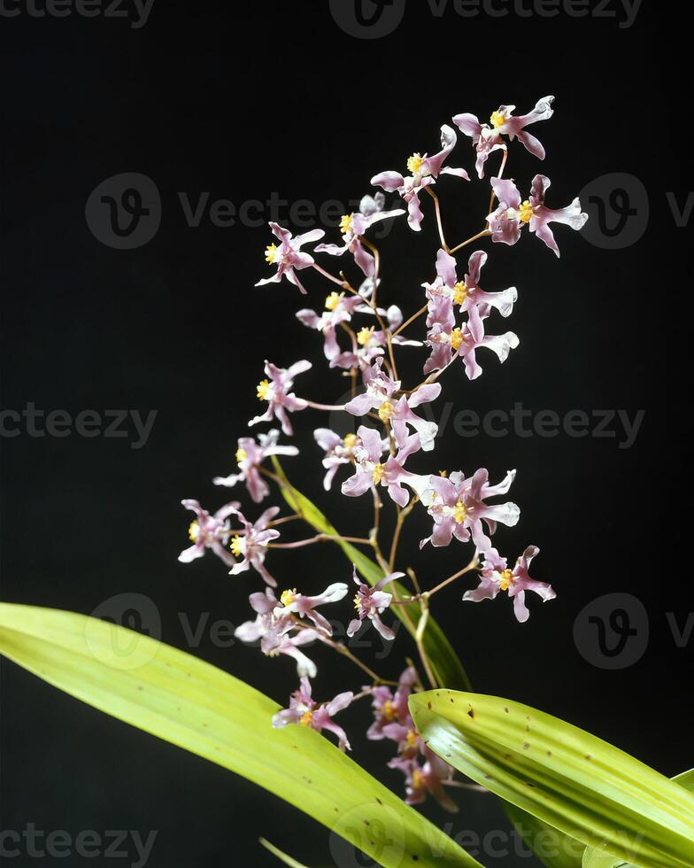 Flowers and plants close view background photo