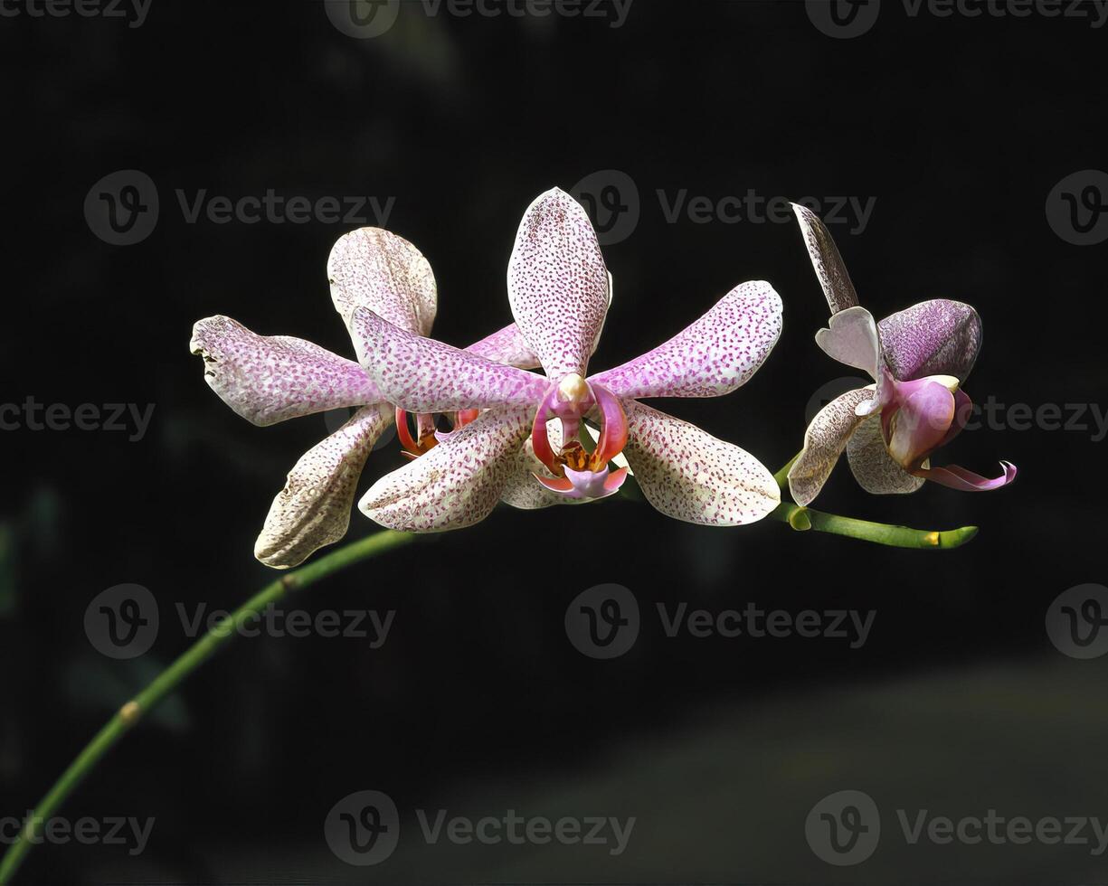 Flowers background. Colorful summer flowers close view photo