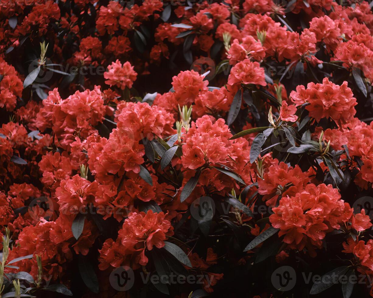 Flowers background. Colorful summer flowers close view photo