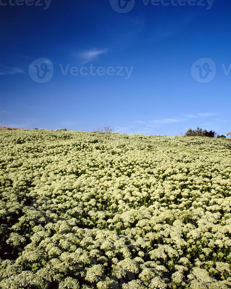 Flowers background. Colorful summer flowers close view photo