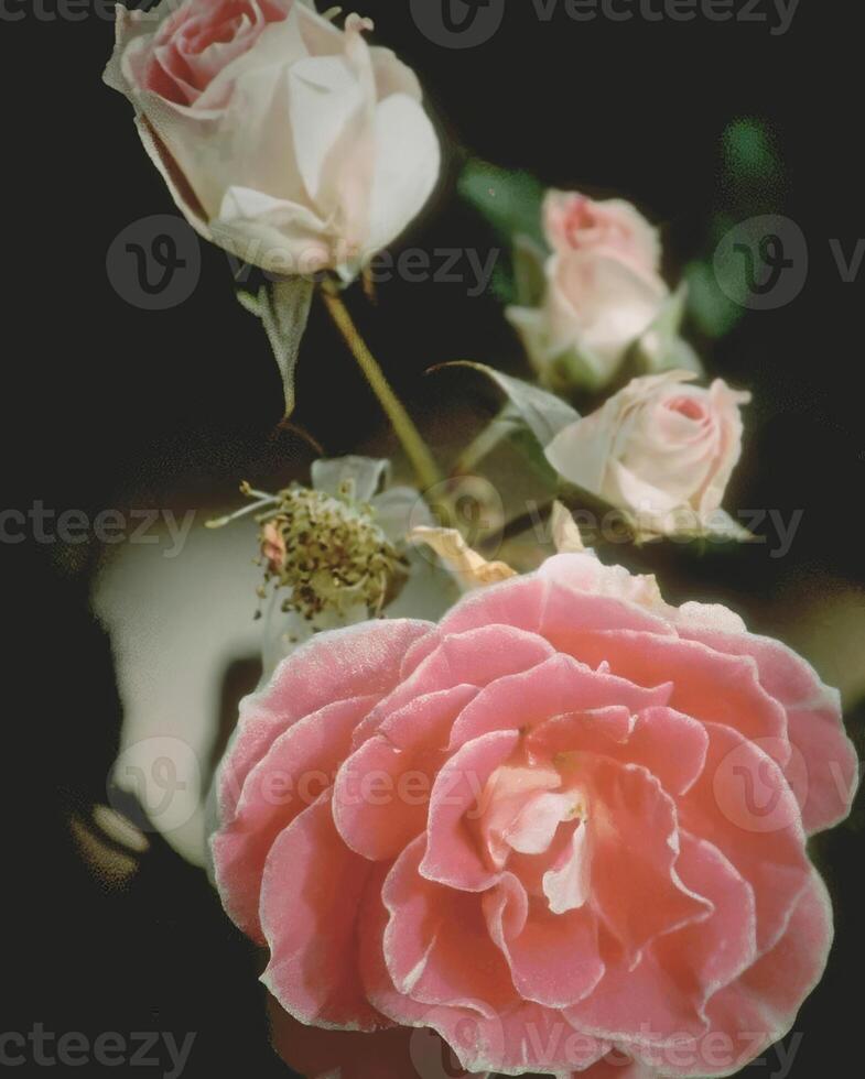 Flowers background. Colorful summer flowers close view photo