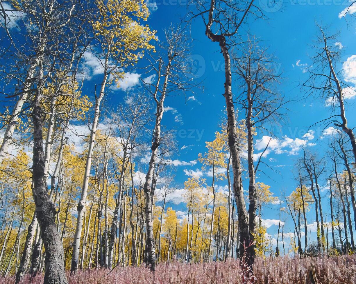 Trees in the forest and leaves, natural background photo