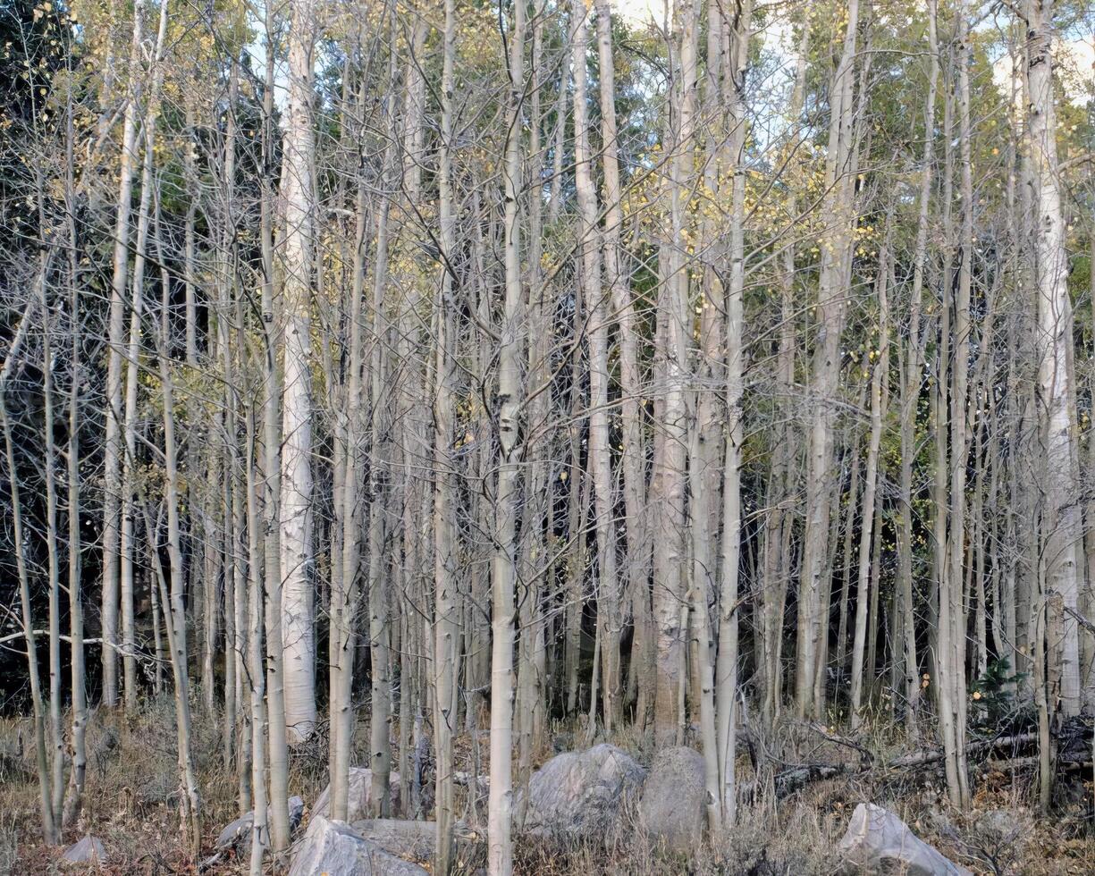 Trees in the forest and leaves, natural background photo