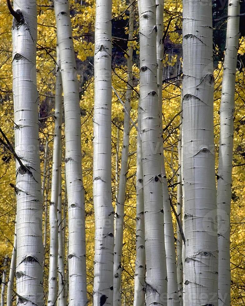 Trees in the forest and leaves, natural background photo
