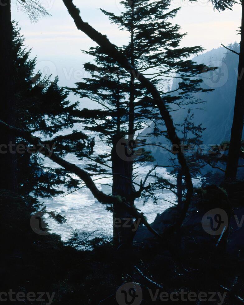 Trees in the forest and leaves, natural background photo