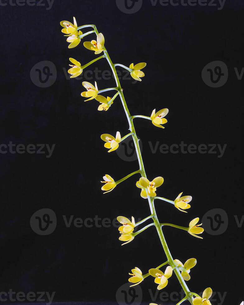 Flowers and plants close view background photo
