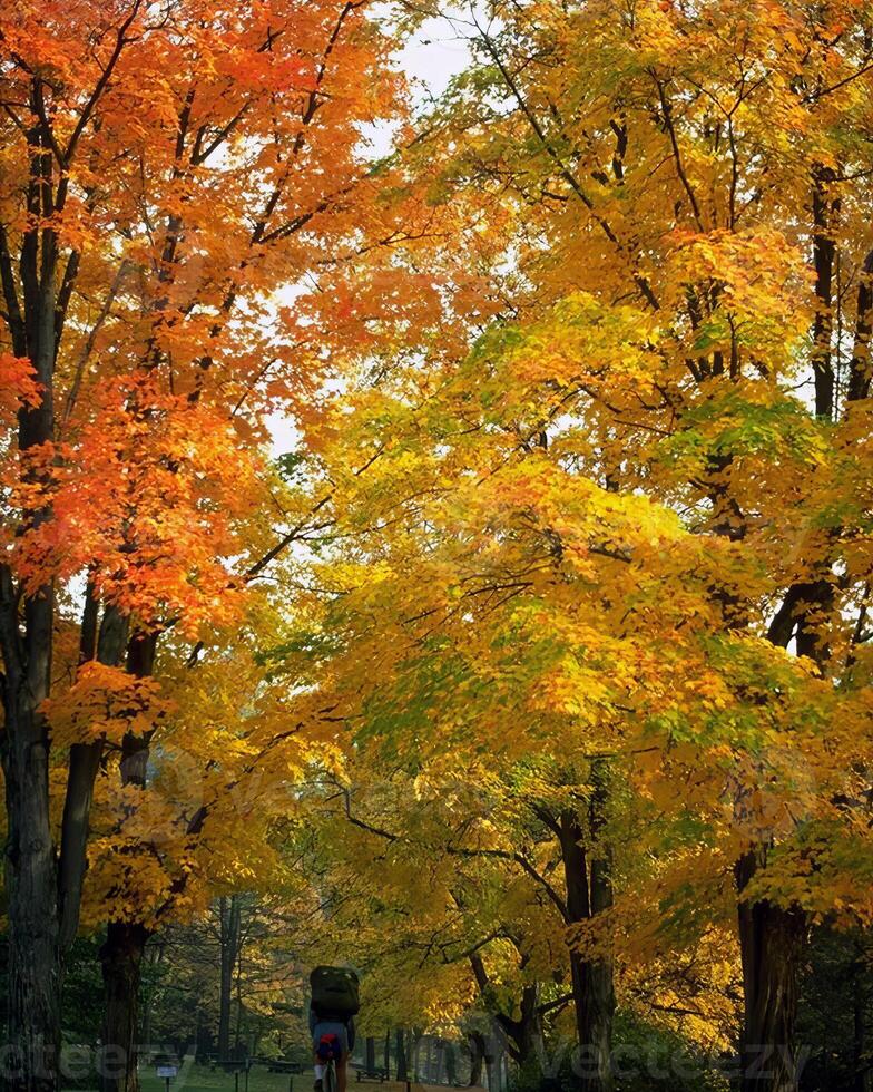 Trees in the forest and leaves, natural background photo