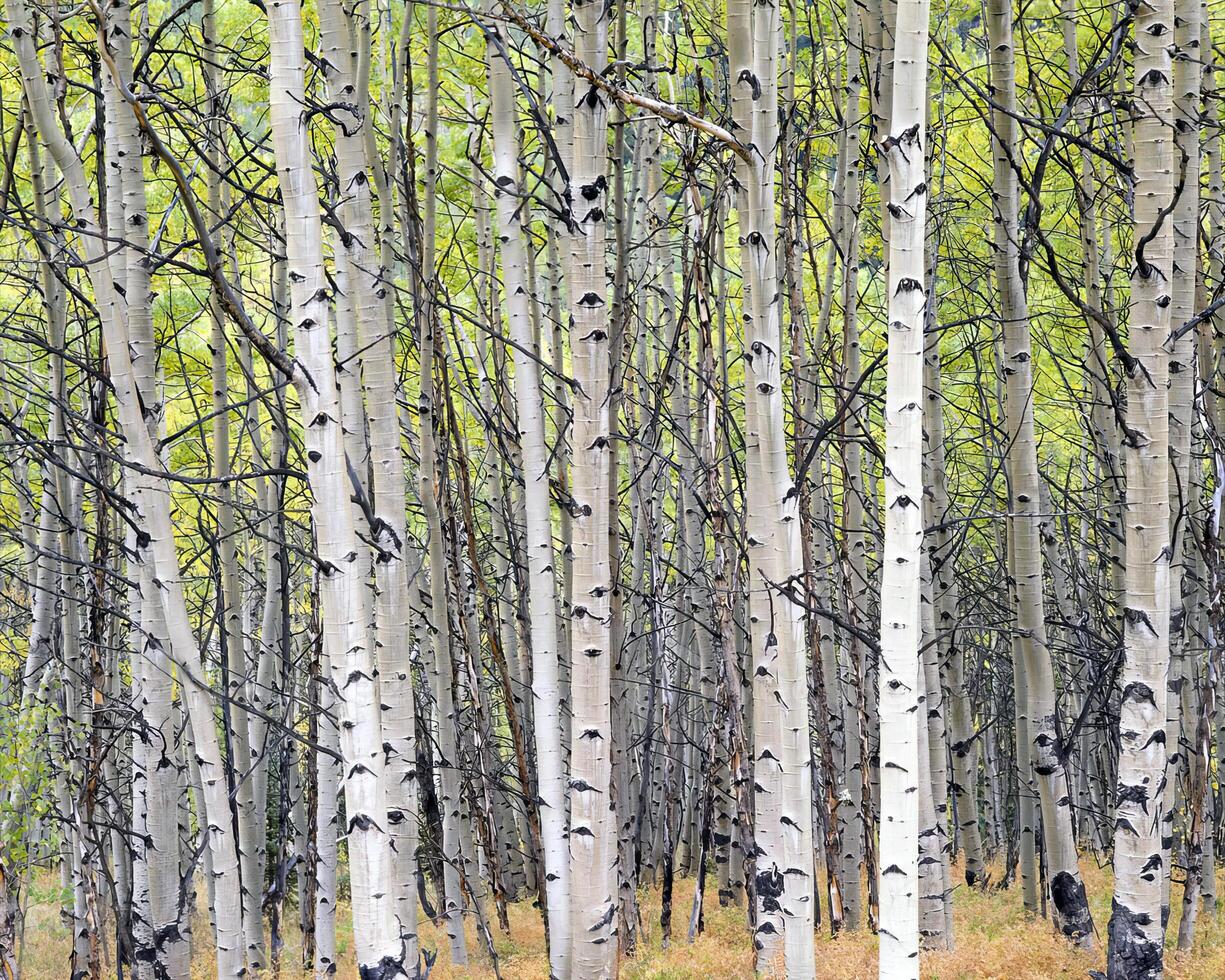 Trees in the forest and leaves, natural background photo