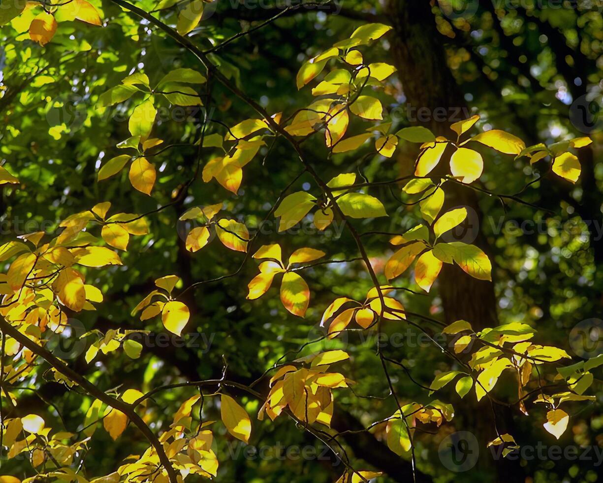 Trees in the forest and leaves, natural background photo