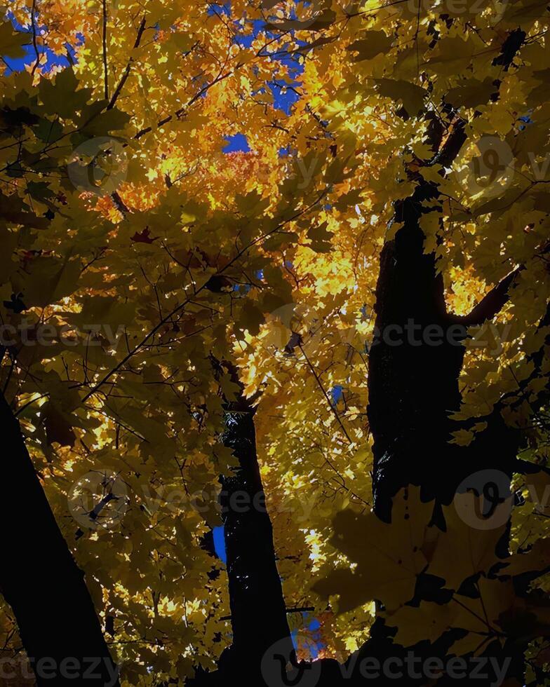 Trees in the forest and leaves, natural background photo