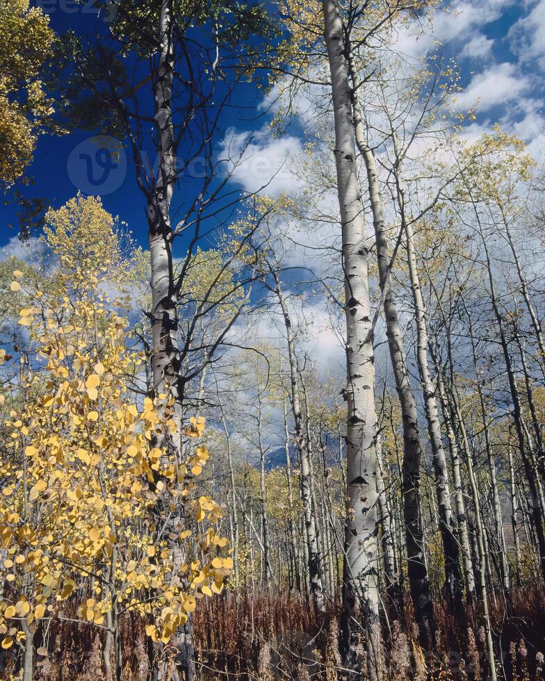 Trees in the forest and leaves, natural background photo