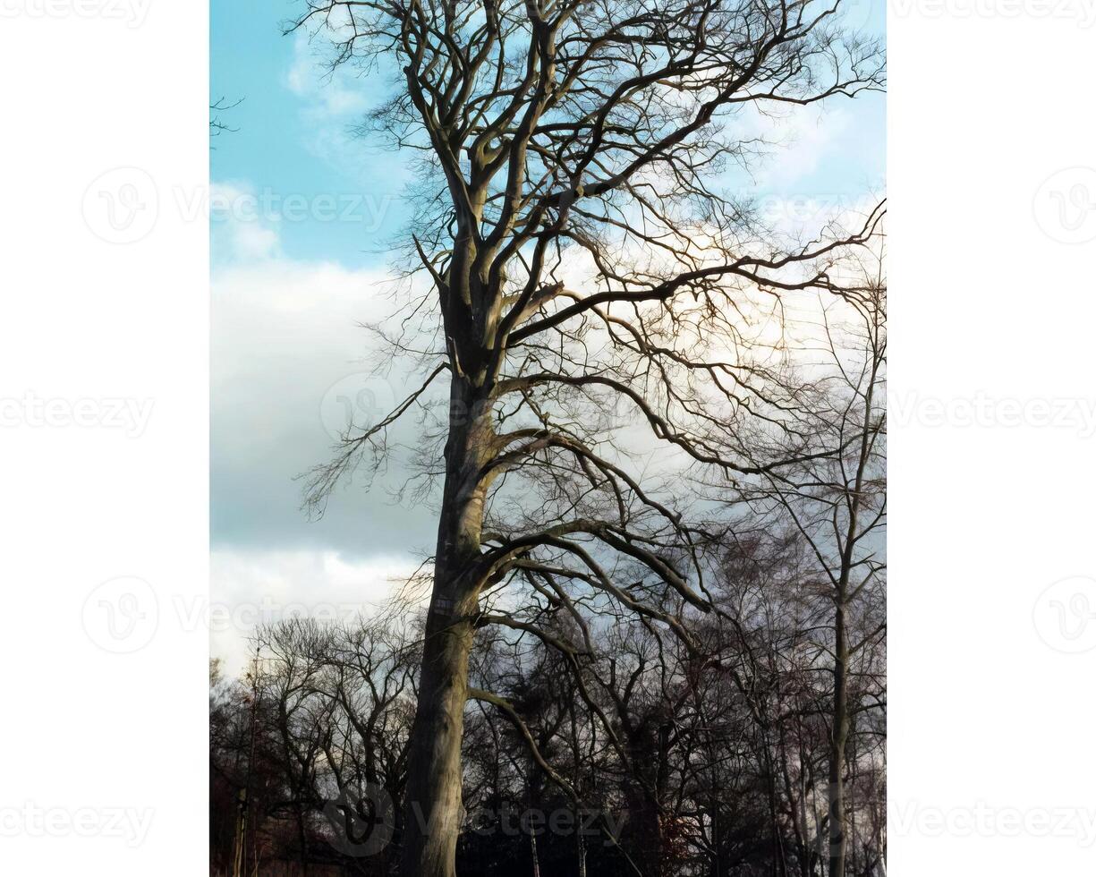 Trees in the forest and leaves, natural background photo