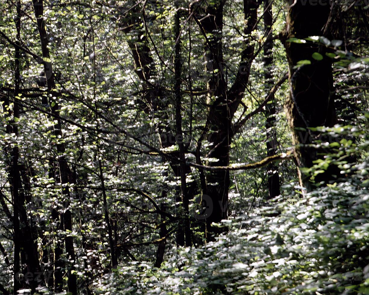 Trees in the forest and leaves, natural background photo