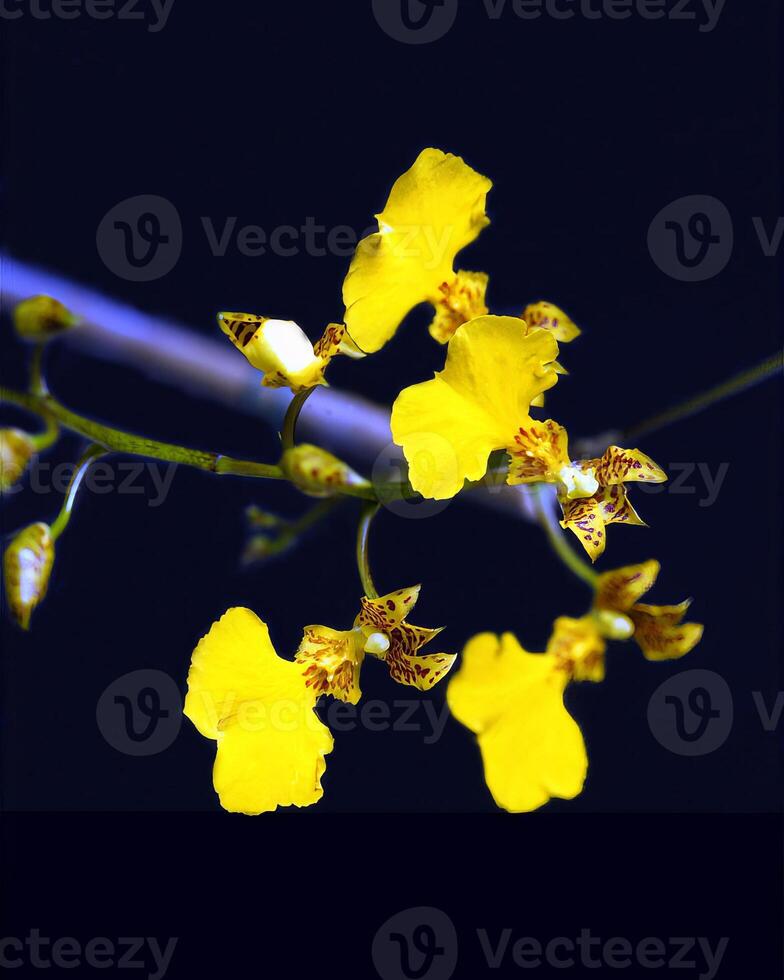 Flowers background. Colorful summer flowers close view photo