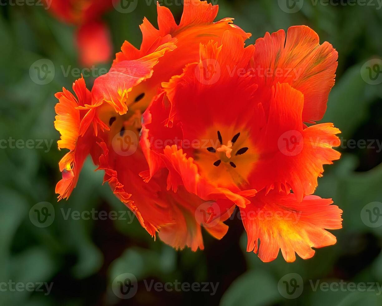 Flowers background. Colorful summer flowers close view photo