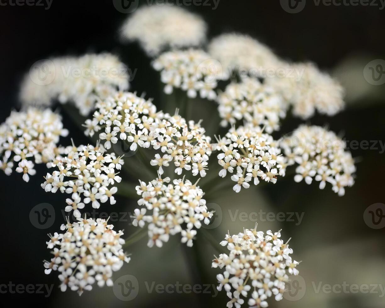 Flowers background. Colorful summer flowers close view photo