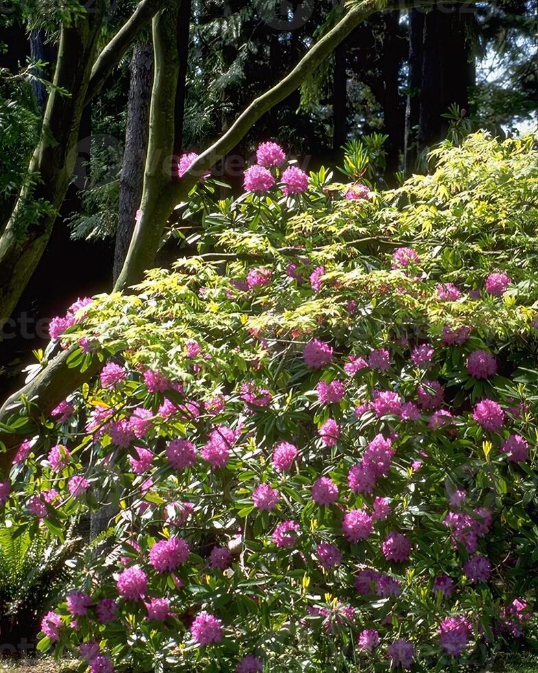 Flowers background. Colorful summer flowers close view photo