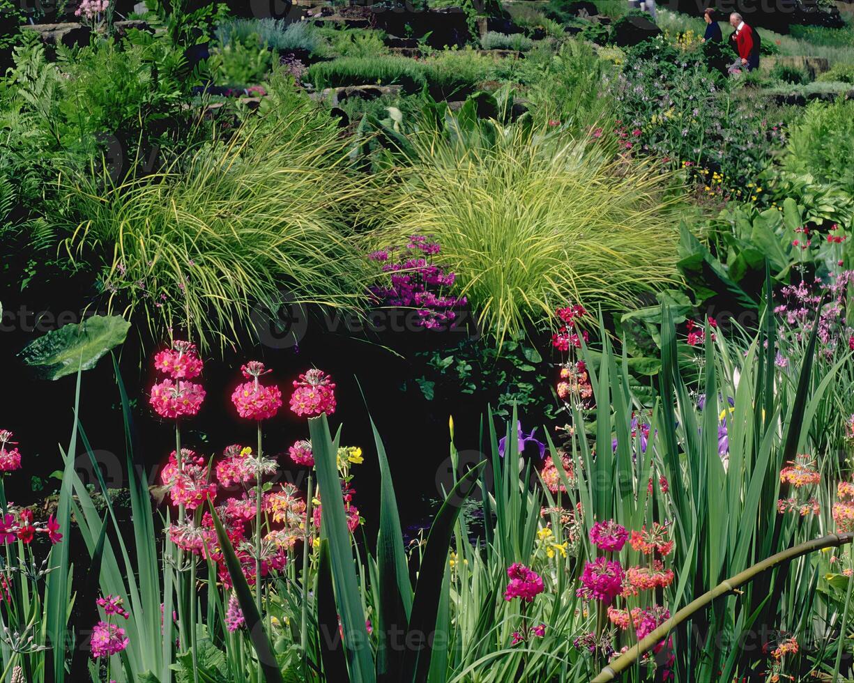 Flowers background. Colorful summer flowers close view photo