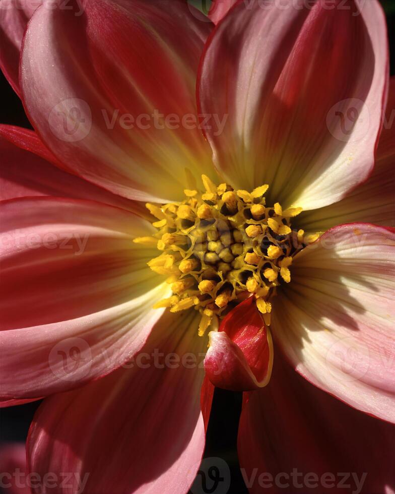 Flowers background. Colorful summer flowers close view photo