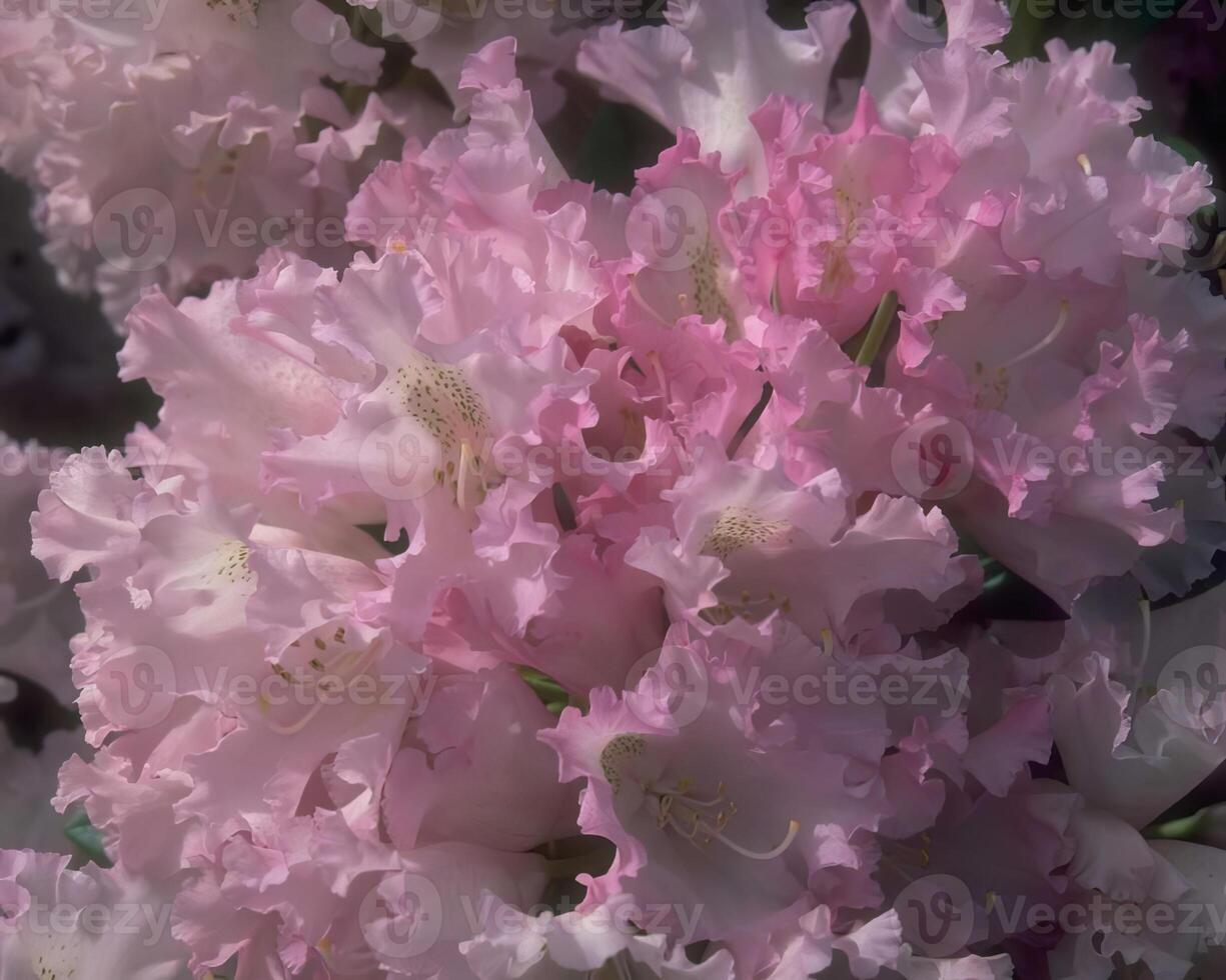 Flowers background. Colorful summer flowers close view photo