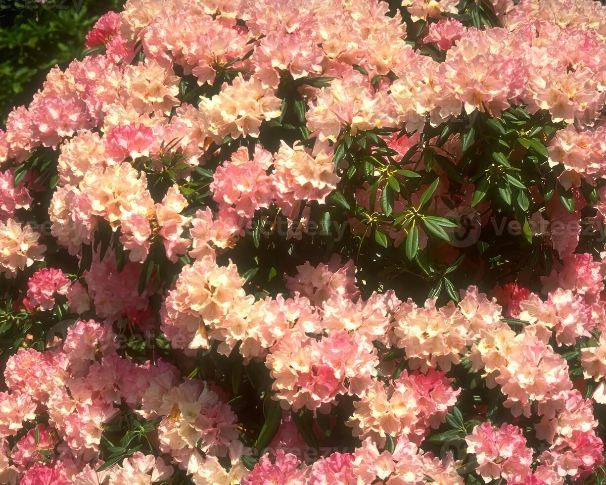 Flowers background. Colorful summer flowers close view photo