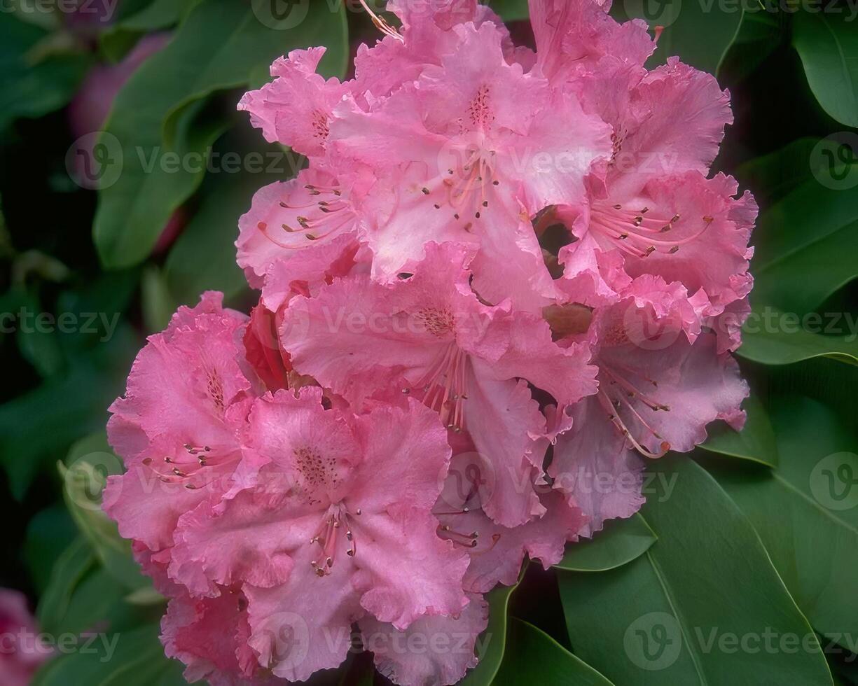 Flowers background. Colorful summer flowers close view photo