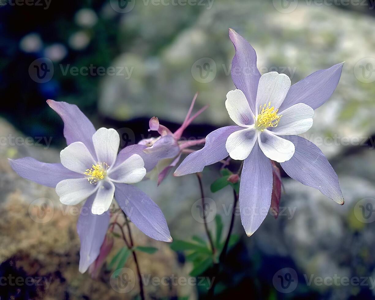 Flowers background. Colorful summer flowers close view photo