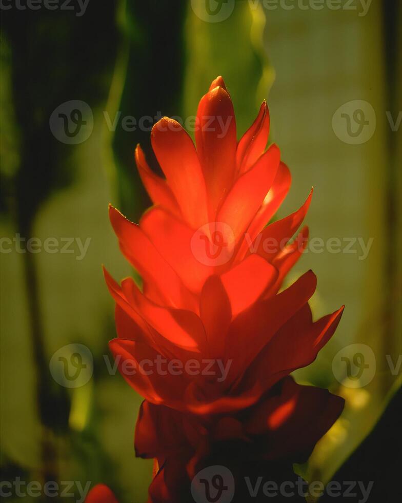 Flowers background. Colorful summer flowers close view photo