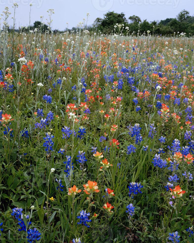 Flowers background. Colorful summer flowers close view photo