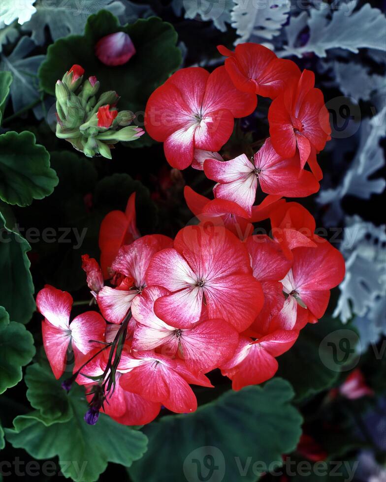 Flowers background. Colorful summer flowers close view photo