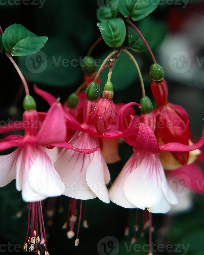Flowers background. Colorful summer flowers close view photo