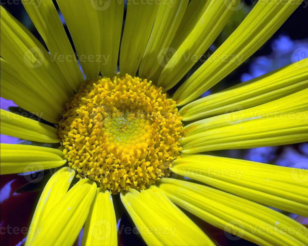 Flowers background. Colorful summer flowers close view photo